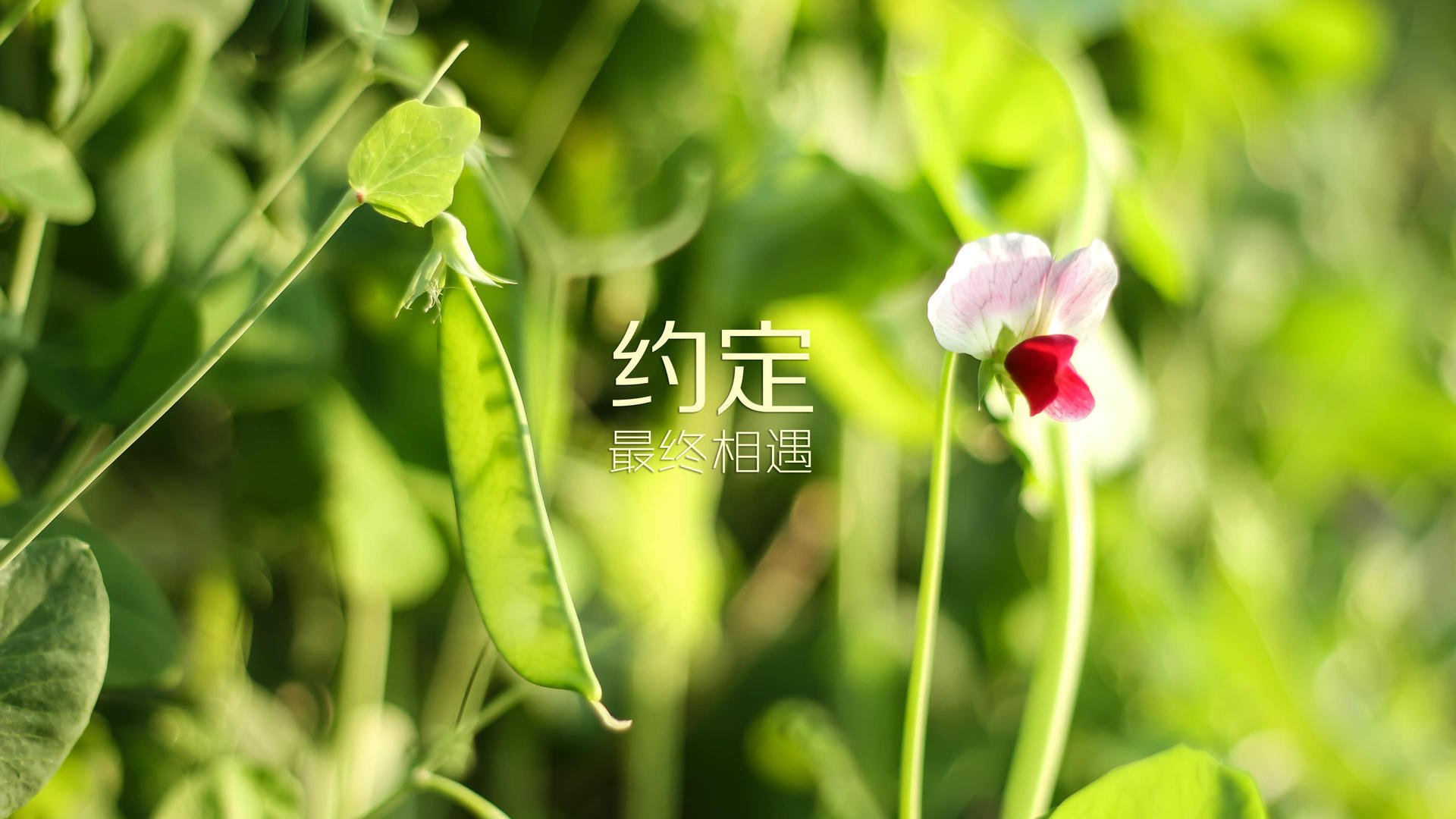开云体育app-西甲裁判使用语义转换系统提升非母语交流精度研究，意甲主裁判