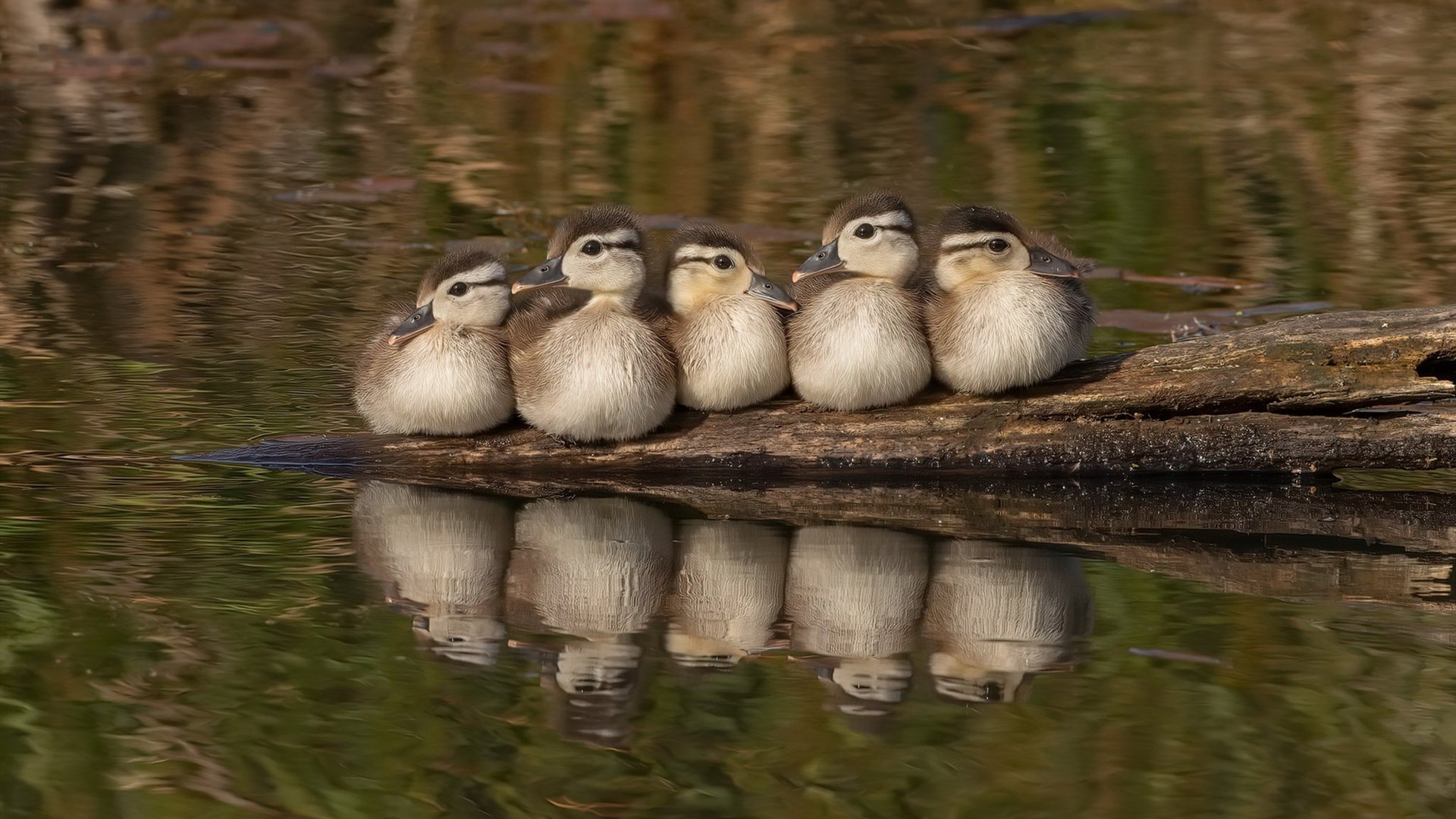 开云体育在线入口-“滑轮赛热潮！成都滑轮中心迎来新生代挑战者”