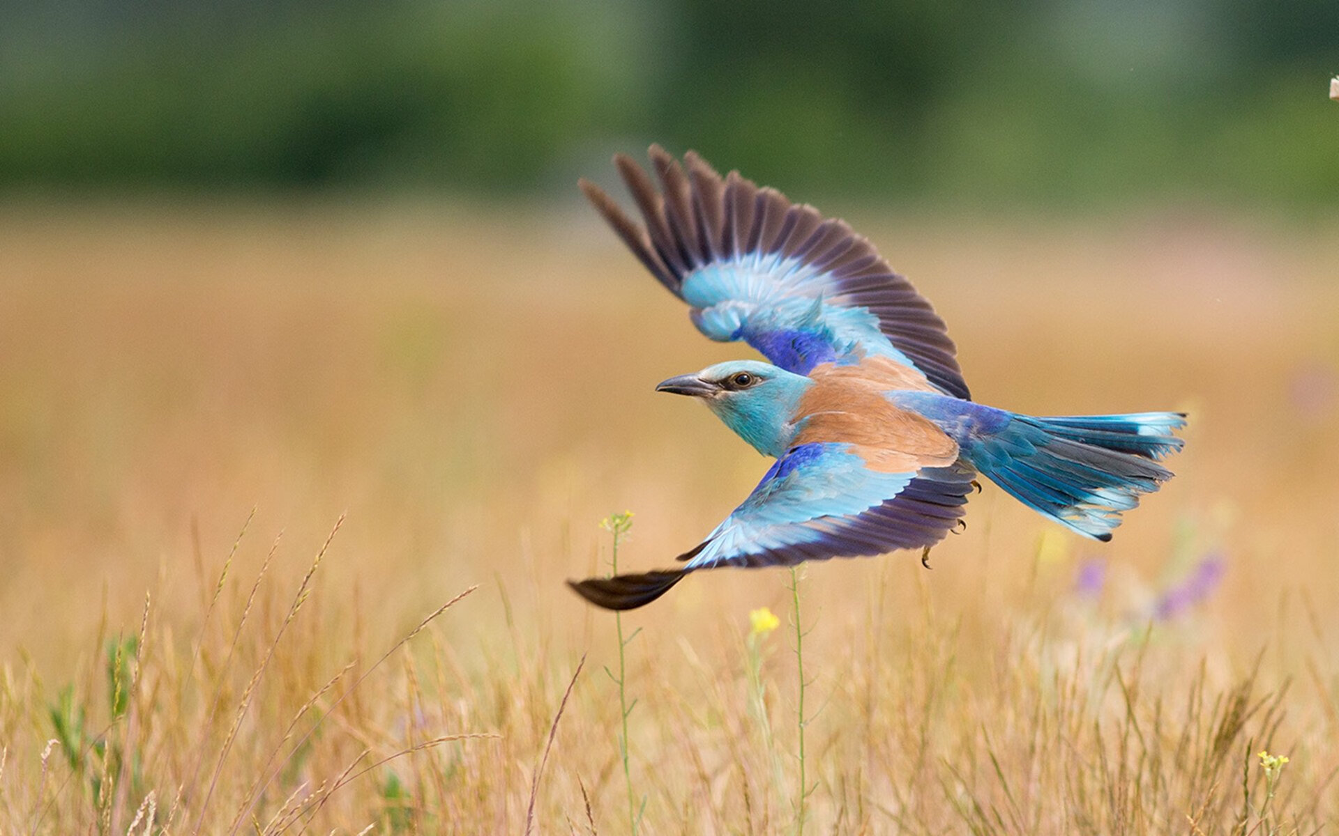 开云体育官网在线-中国三人女篮战术执行力提升，中国三人女篮实力
