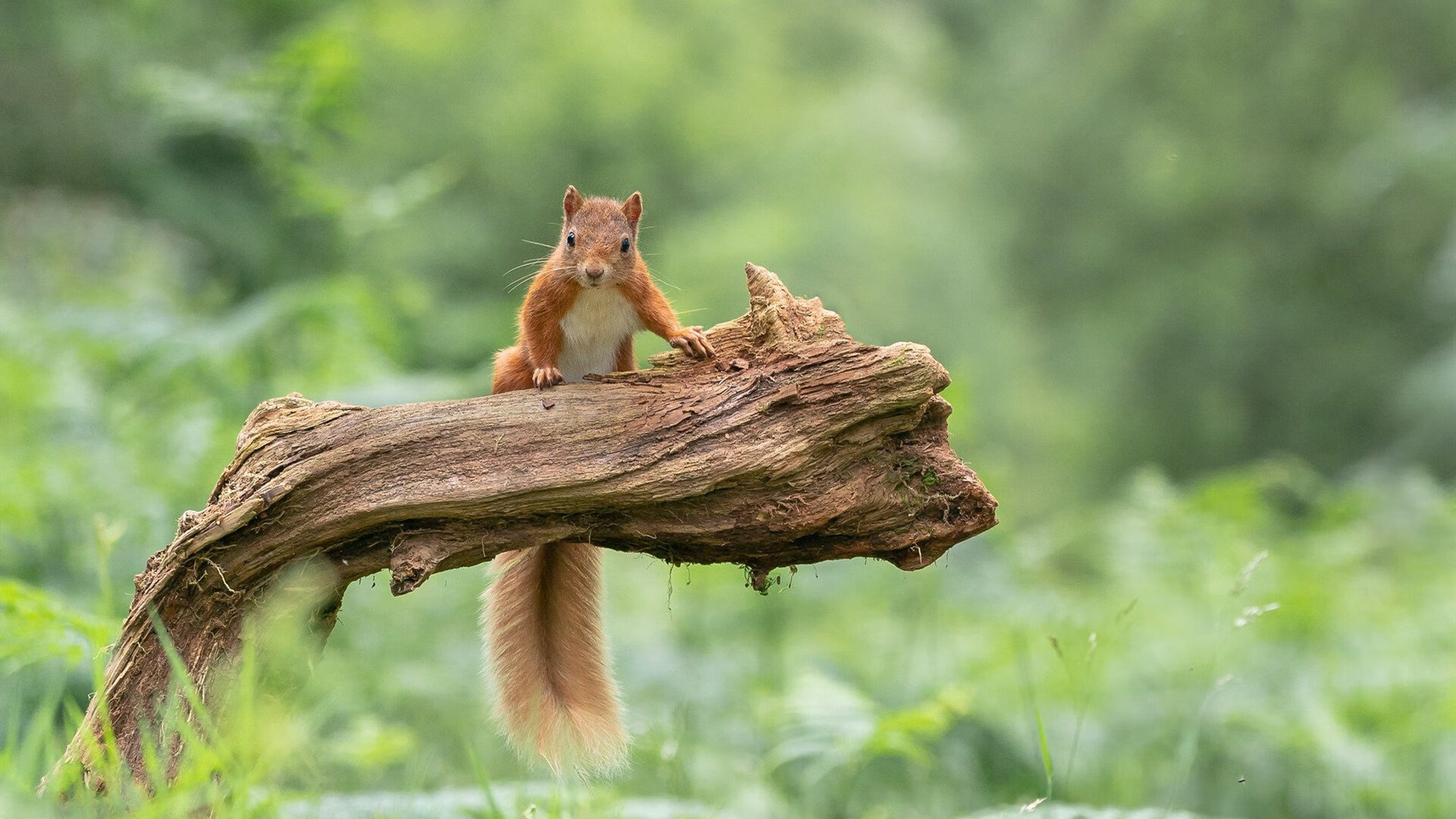 kaiyun网址-五大联赛对阵欧战密集赛程球队轮换体系比较，五大联赛欧战积分排名