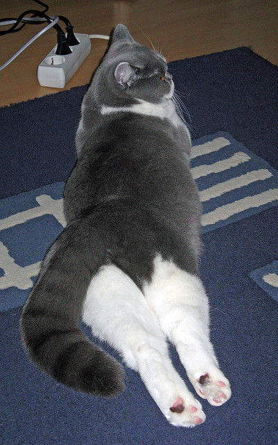 开云体育官网在线-北京鸭替补席发挥亮眼有效填补主力空缺，北京鸭班地址