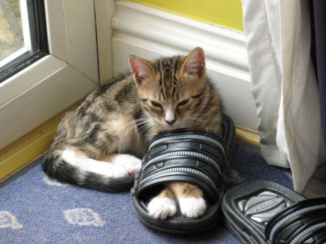 开云体育链接-奥运男篮预选赛中,澳大利亚和德国强强对话,激烈不止,男篮 澳大利亚 德国