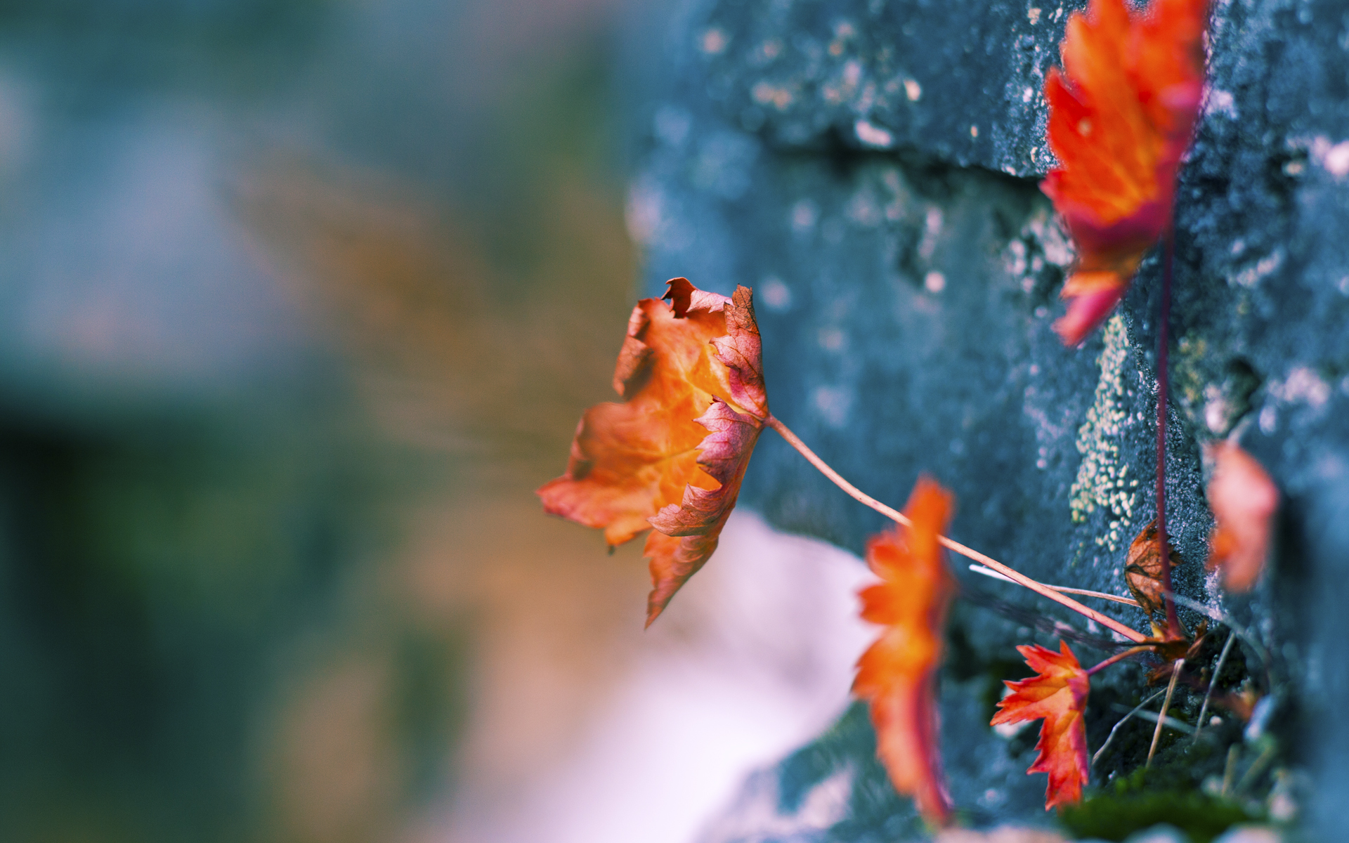 开云体育在线登入-中国足球人才数据库项目启动助力选材系统化，足球人才选拔