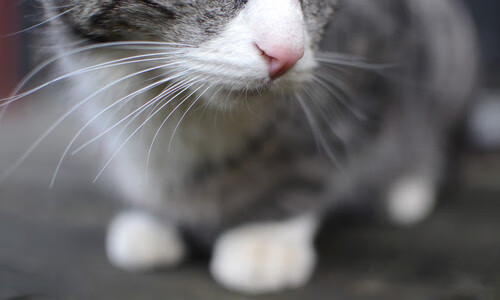 开云官网-中国足球职业联赛推动足球与科技深度融合，我国职业足球联赛有